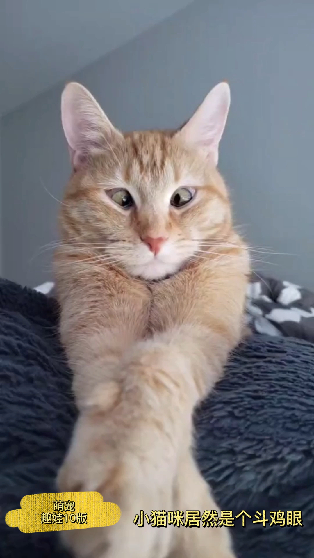 小猫咪居然是个斗鸡眼、一脸幽怨、你看看就会喜欢的