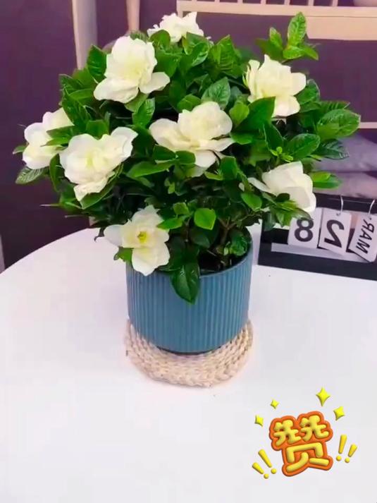 大盆栀子花盆栽,栀子花的花语是永恒的爱,浪漫而不失温柔