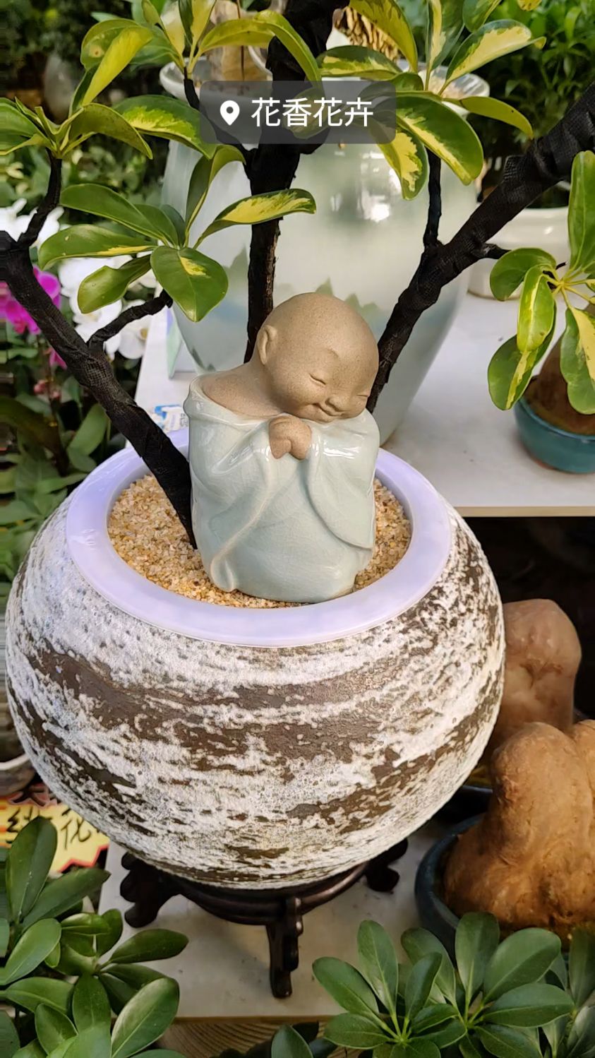 造型老桩招财树