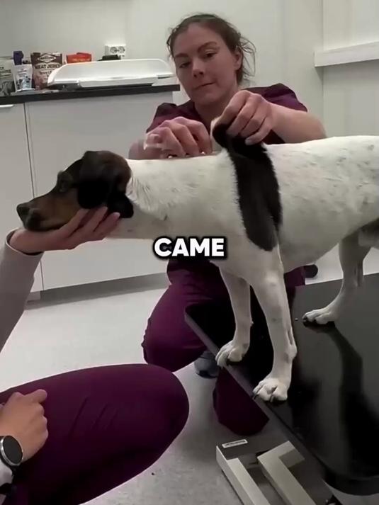 给狗狗打针的方法