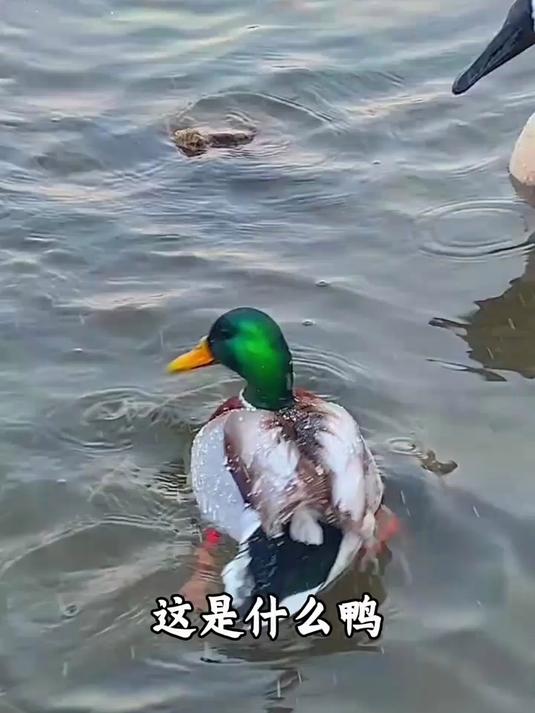鸭子的品种图鉴:不止大白鸭一种