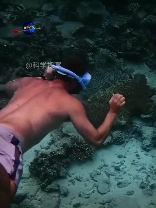 海里的小恶霸扳机鱼!
