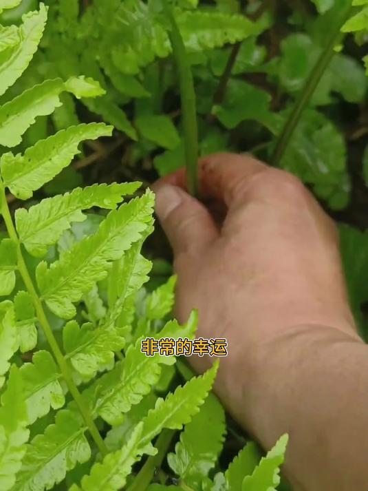 野生的水蕨菜,超级好吃,遇到那么多太开心了