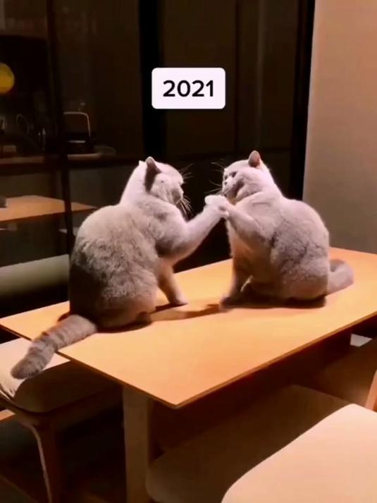 功夫鸡，足球鸡，公鸡中的战斗鸡