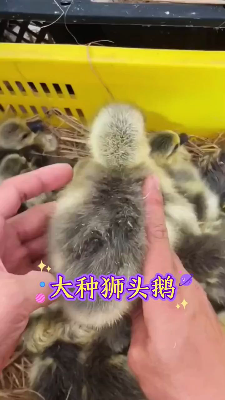 大种狮头鹅怎样辨别公母