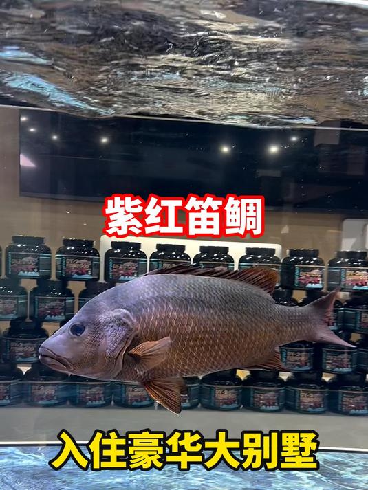 许久未见的淡化版红友(紫红笛鲷)明显长大了,入驻豪华大别墅!