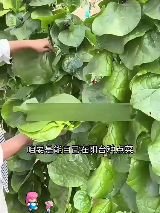 实惠又好种的木耳菜种子上架
