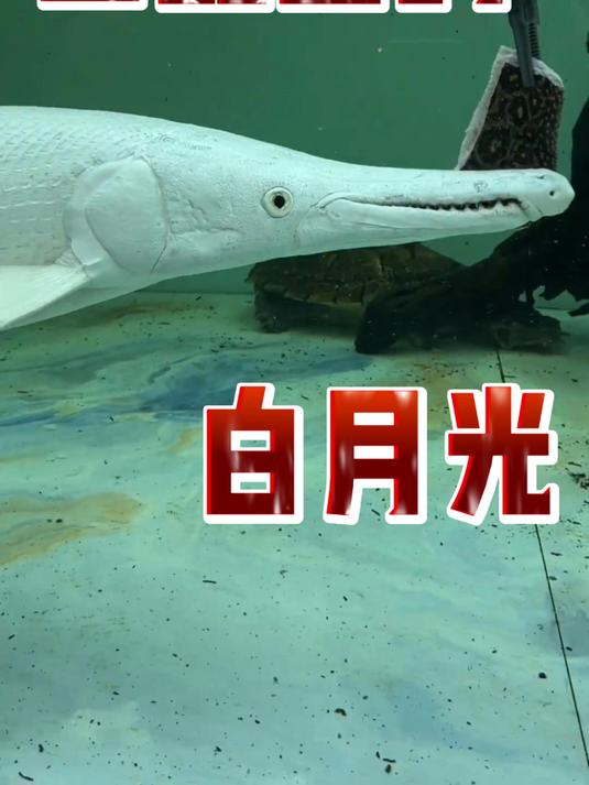 鱼缸里的‘白月光’——白化火箭鱼
