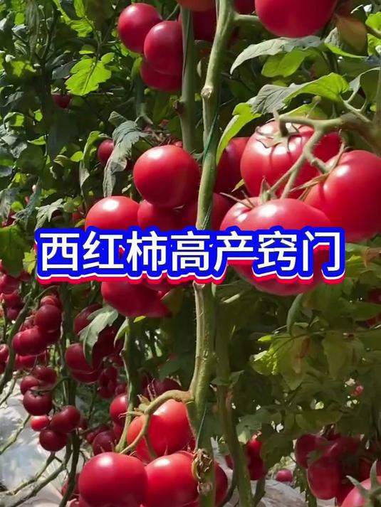 瓜果蔬菜高产的小配方