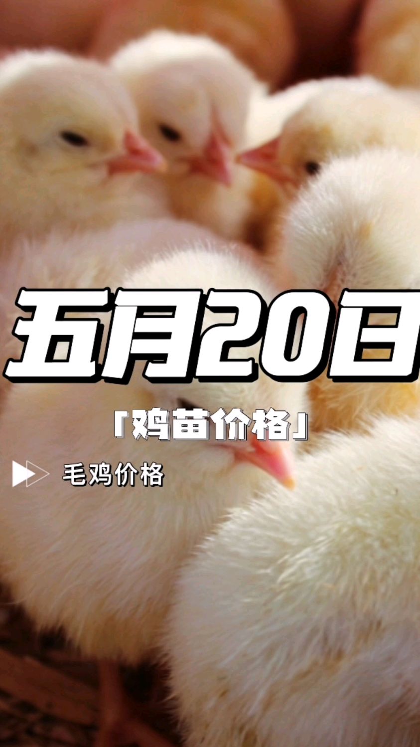 鸡苗价格 鸡苗价格今日行情 鸡苗价格对肉鸡价格的影响 鸡苗价格报价 鸡苗价格最新行情