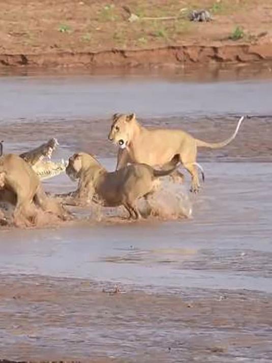 狮子大战鳄鱼,谁更厉害?