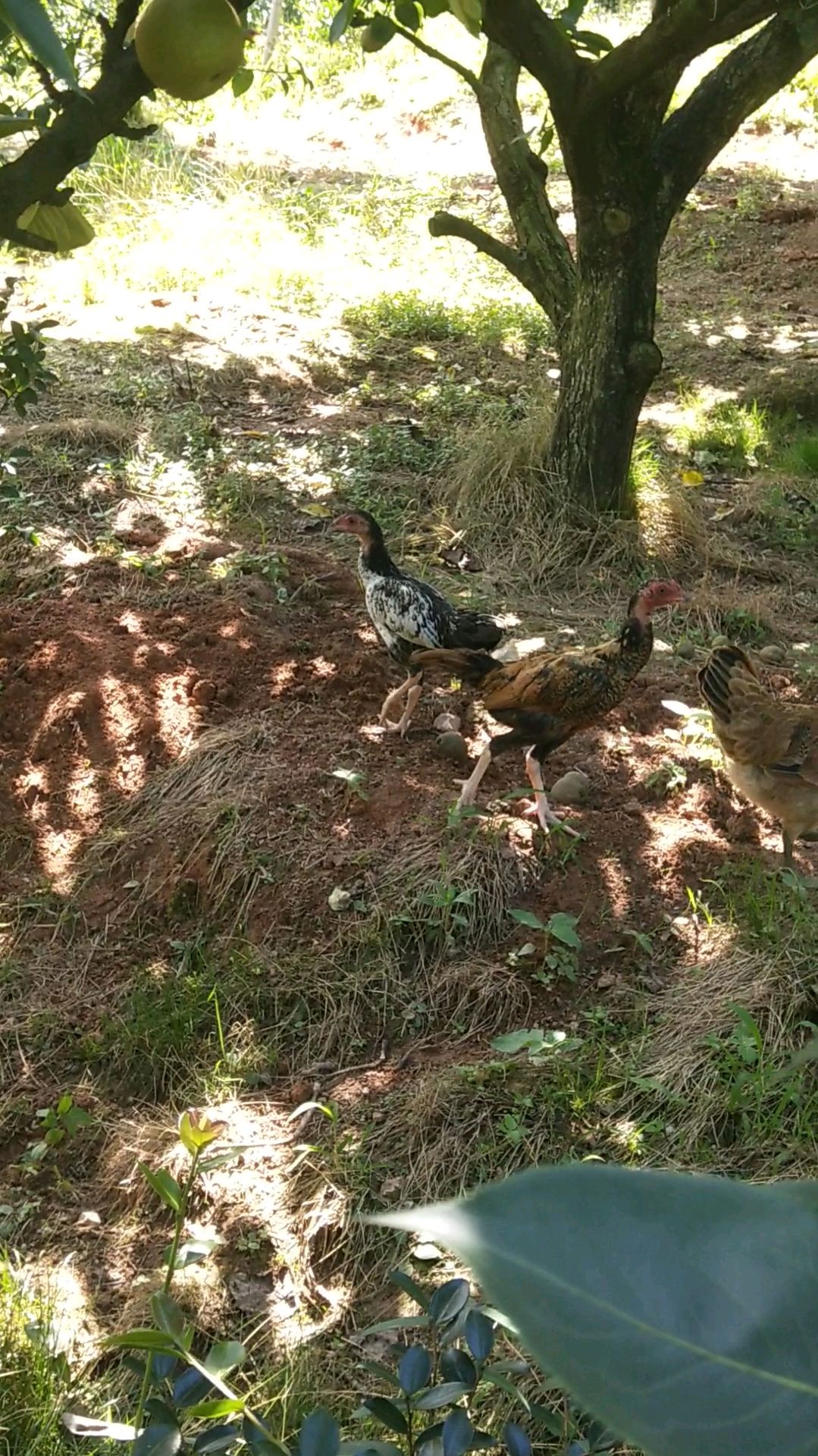 丛林间的小斗鸡(火烧毛)