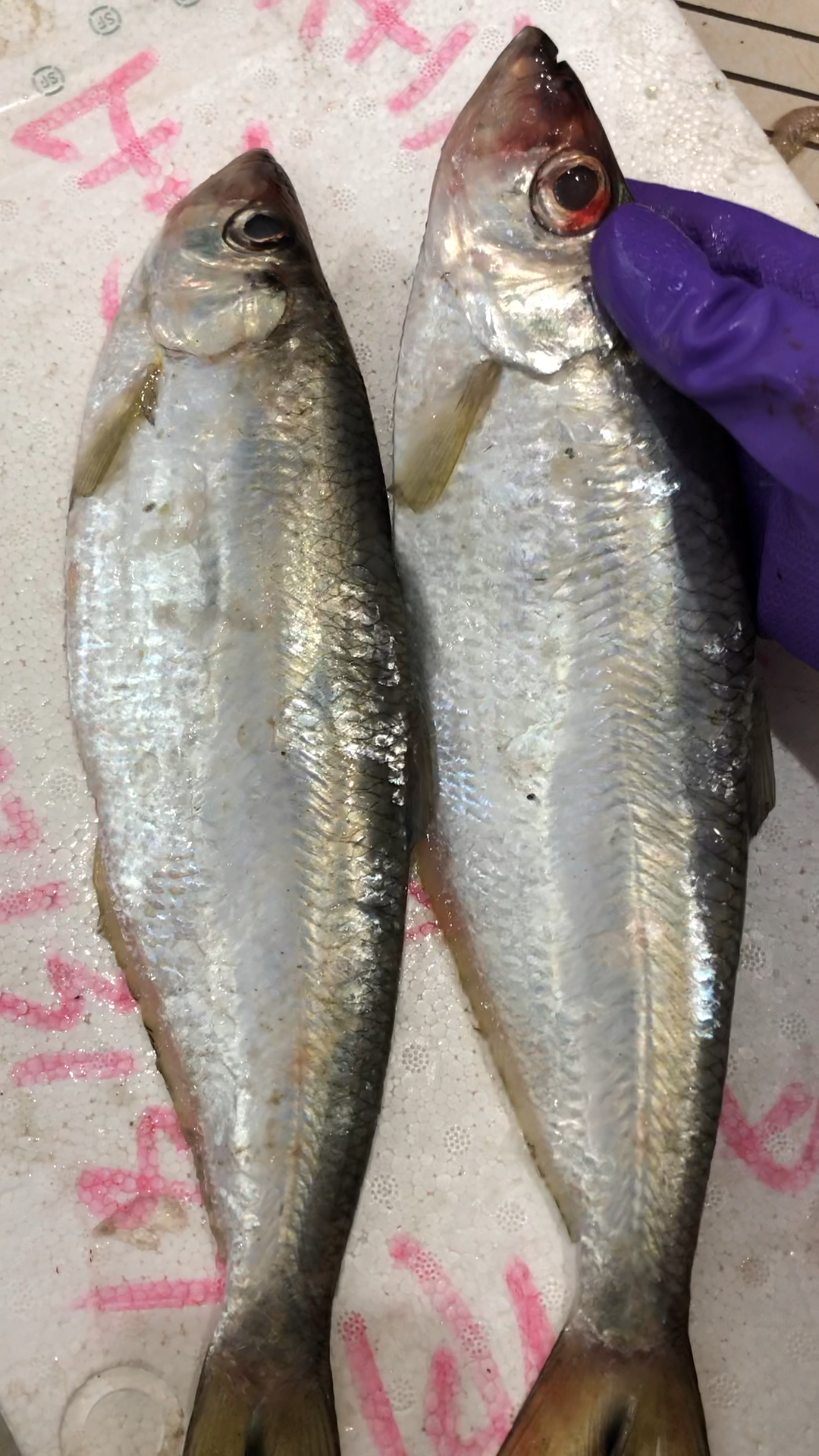 力鱼(鳓鱼)肉质鲜香富含油脂