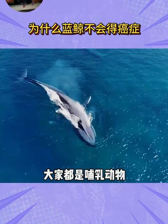 为什么蓝鲸不会得癌症