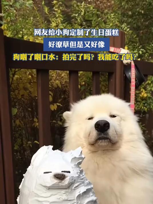 网友给小狗定制了生日蛋糕,好潦草但是又好像