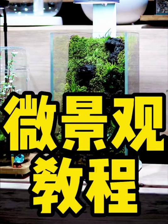这次是微景观的教程,就是忘了说怎么养护了,大家补充一下吧!