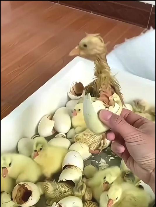 智能水床孵化器双电源家用型恒温孵化箱鸡蛋鸭鹅单电源小型孵化机