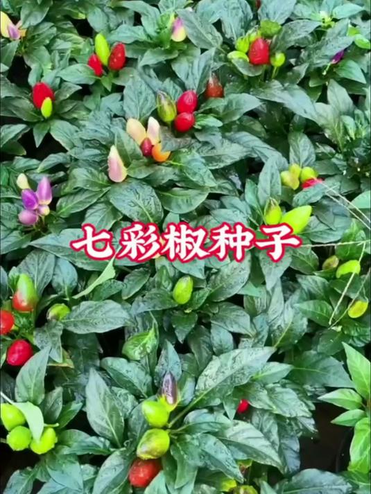 窗台小盆栽七彩椒!每天浇水看着它慢慢变色