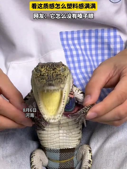 网友分享自家养的小鳄鱼萌宠,看这质感怎么塑料感满满