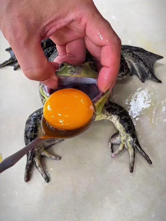 香菜面皮牛蛙馅的包子你吃过吗？味道很棒