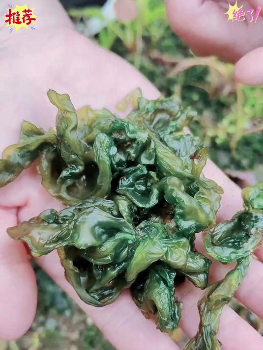 被认为很脏的一种野菜地皮菜也叫地软你们吃过吗