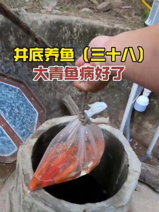 大青鱼的病好了,今天再放六条锦鲤下井!