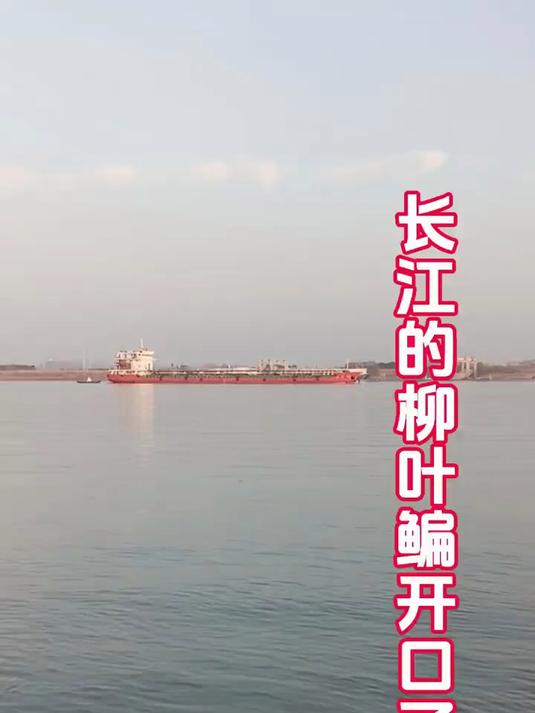 长江的柳叶鳊开口了,可以出来玩一玩。短杆,饵料。钓浮