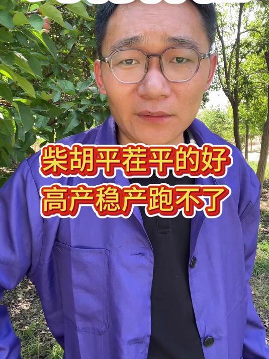 柴胡平茬平的好，高产稳产跑不了 #种药材##柴胡种植管理##柴胡种植#
