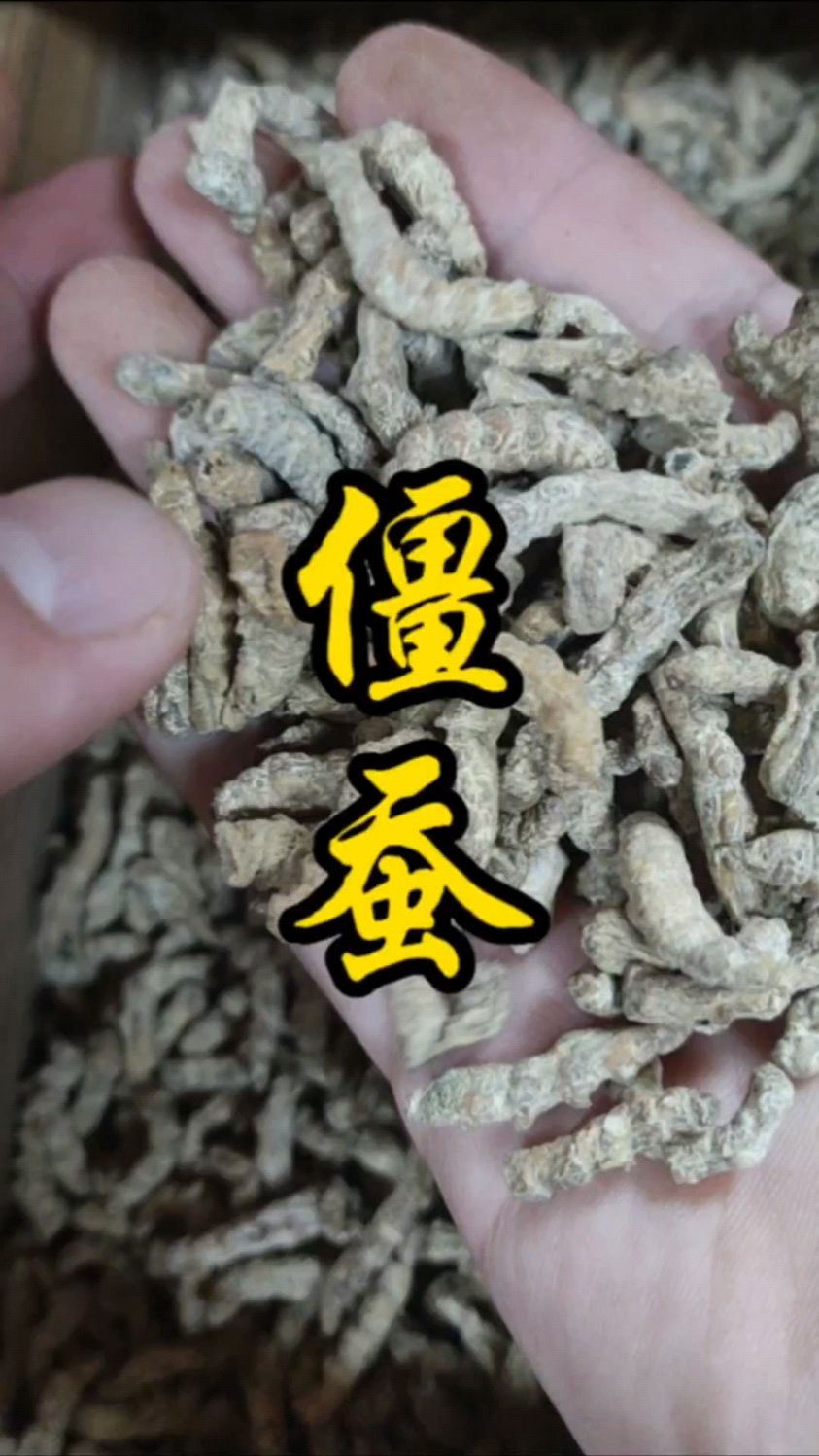 僵蚕:感染白僵菌蚕的病理产物。居然还能是中药。