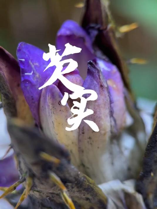 我猜有大部分人没吃过这个#鸡头果