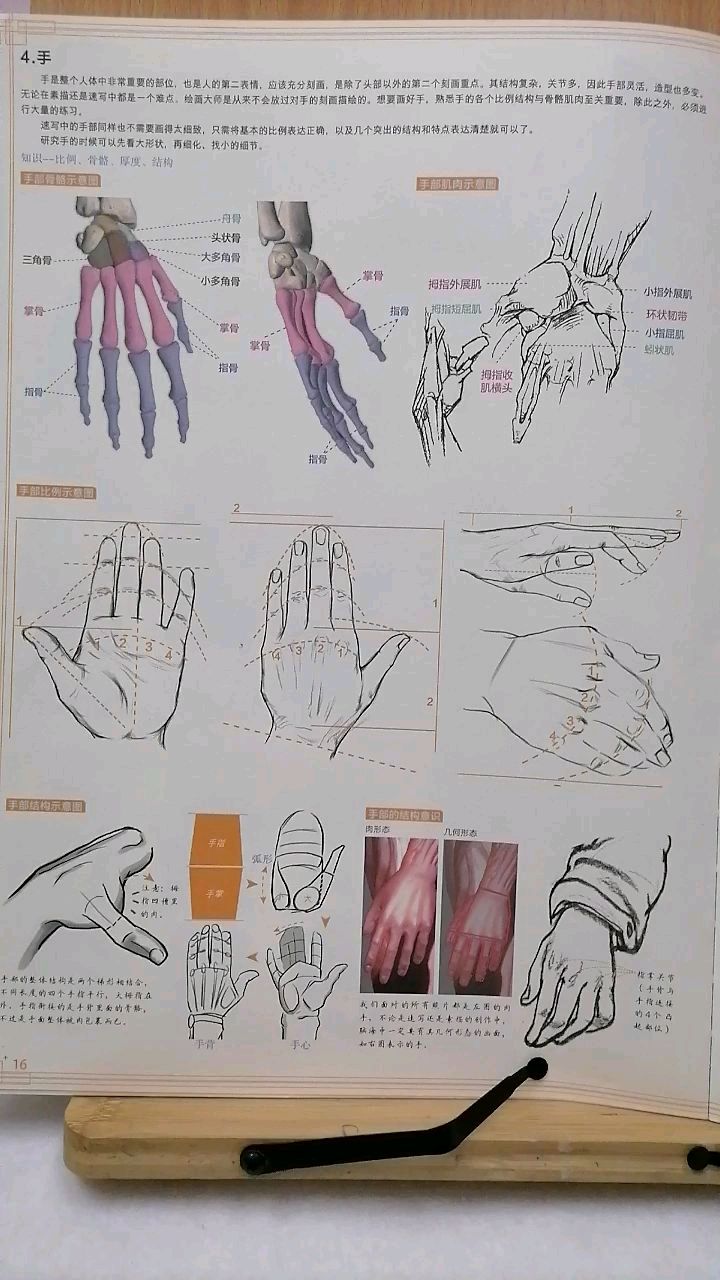 当代国画家徐鹤～校考线描教程:手的骨骼肌肉(一)