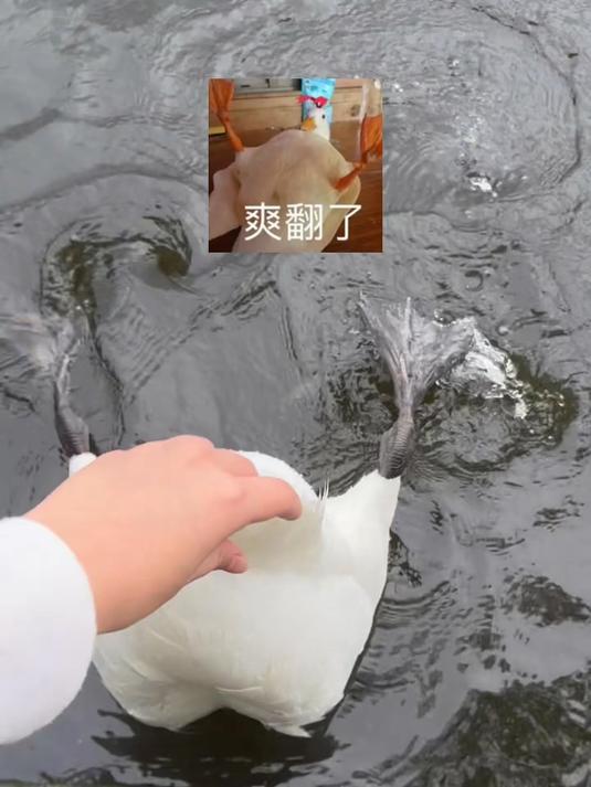 女子趁天鹅捕猎时摸它尾巴,网友:旁边鸭子莫名其妙背了一个大锅