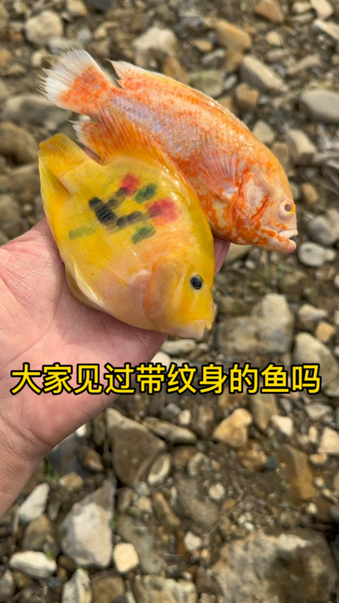 大家见过带9纹身的小鱼吗