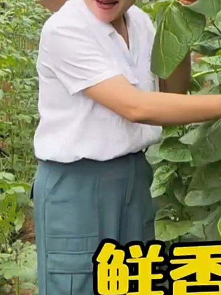 大叶木耳菜种子发芽率高 30天速成 绿色无公害自家菜