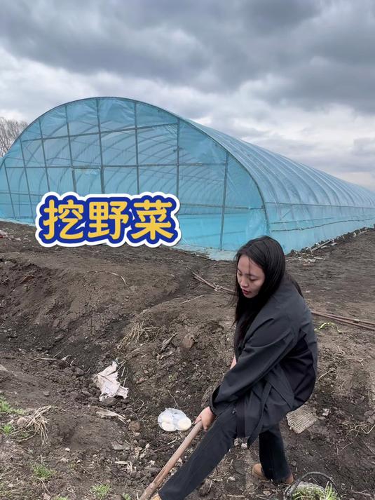 北大荒温度终于升起,大棚里水稻苗出齐,各式各样野菜也冒出来
