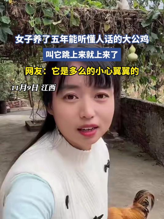 女子养了五年能听懂人话的大公鸡