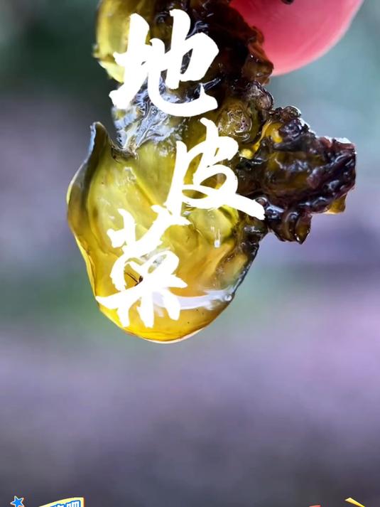 野生地皮菜山野的味道健康又美味!