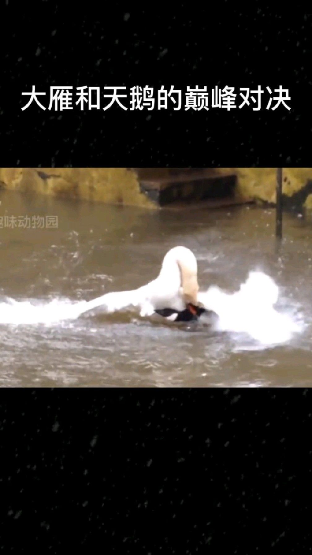 大雁和天鹅的巅峰对决