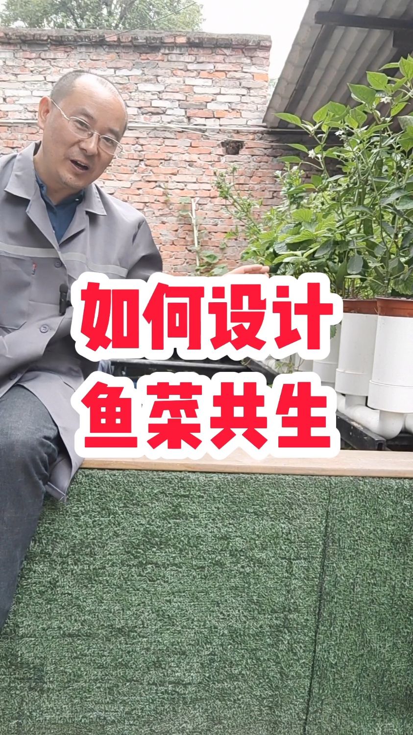 如何设计鱼菜共生系统