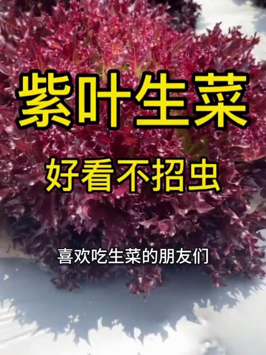 30℃高温照样长!紫叶生菜种子7天成苗,38天收5茬不费力