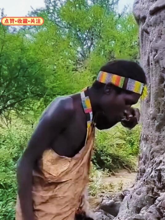 非洲的猴面包树你见过吗