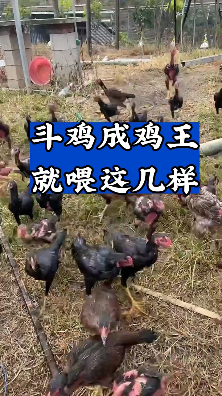 斗鸡成鸡王就喂这几样