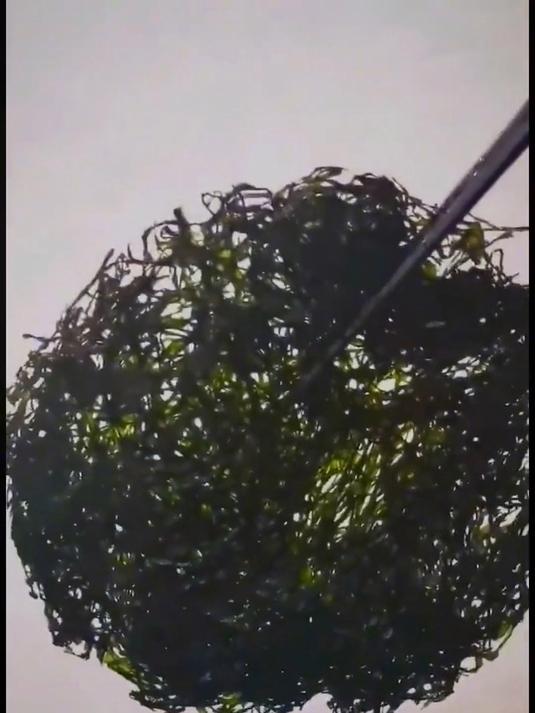 头水紫菜,美味可口营养高!快来选购,享受美食盛宴!