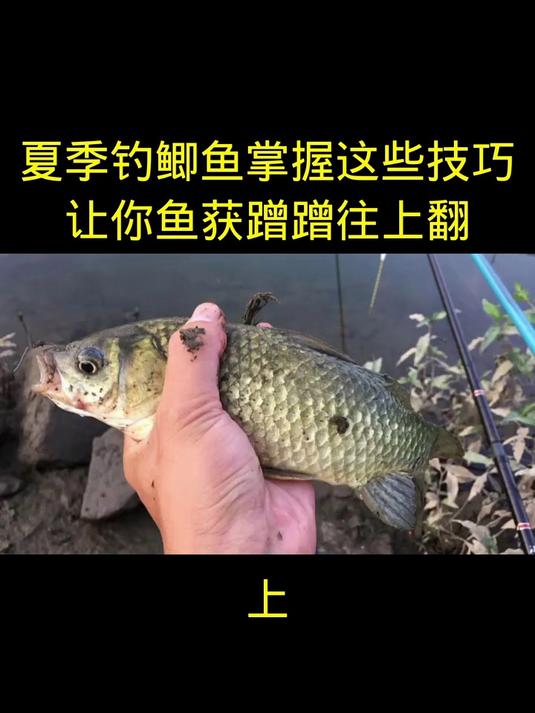 夏季钓鲫鱼掌握这几个技巧，让你鱼获蹭蹭往上翻
