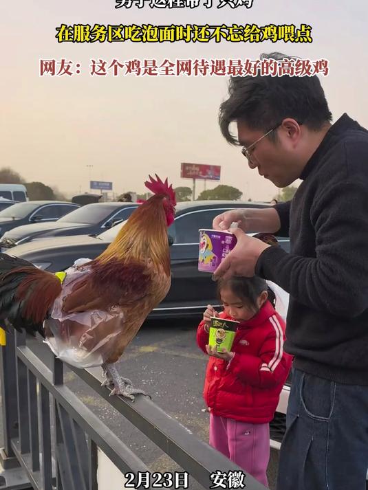 男子返程带了只鸡，在服务区吃泡面时还不忘给鸡喂点，网友：这个鸡是全网待遇最好的高级鸡