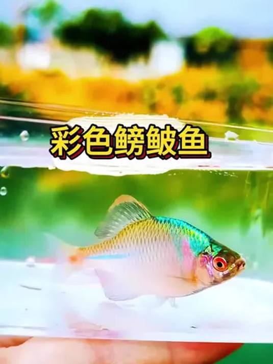 彩石鳑鲏:冬夏不惧,无温滤也皮实好养!