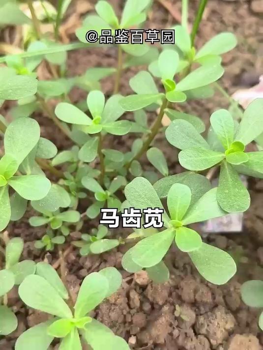 咱们身边常见的马齿苋,不仅是一味中草药,还是餐桌上的一道美食