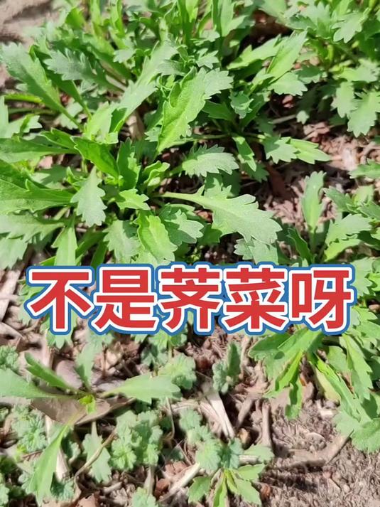 被当成荠菜的北美独行菜