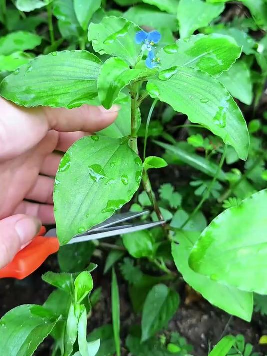 南方常见的一种野菜,饭包草也叫竹节菜