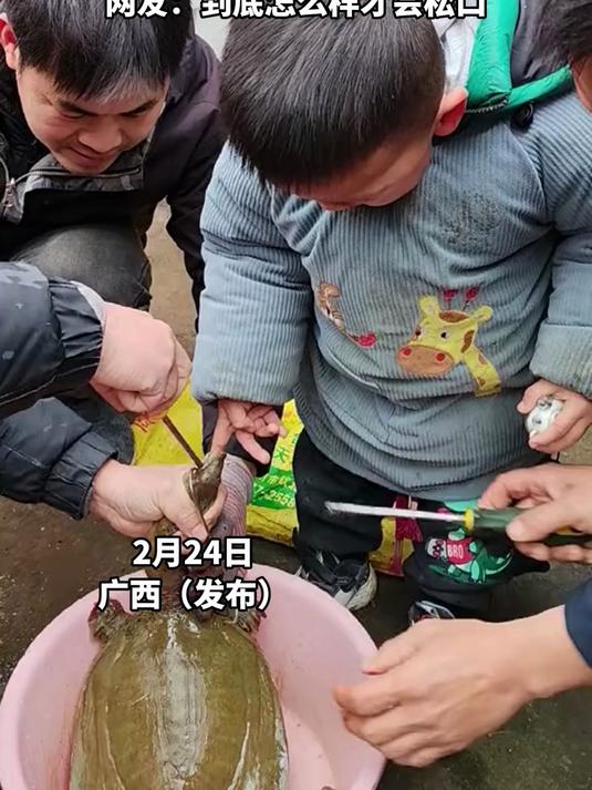 小男孩被甲鱼咬住手指,大人们用工具解救,甲鱼就是不松口